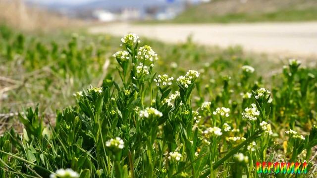 ЕДУ К МАМЕ -слова Марины Мальцевой музыка исполняет Алексей Герасимов смотреть онлайн