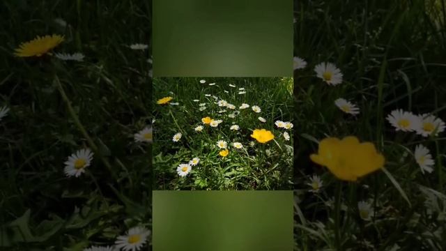 Prev & Current spring #keeravani chilakala смотреть онлайн