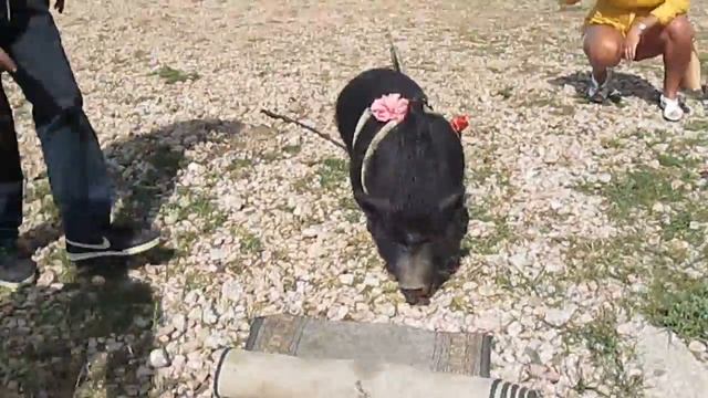 Ай-Петринская свинка Чуня