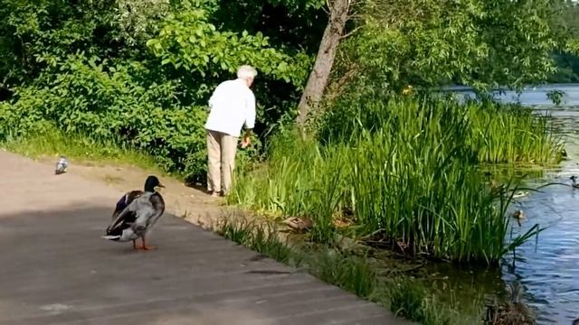 В архангельском уточки смотреть онлайн