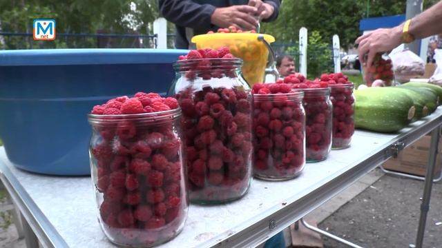 Каким урожаем гордятся дачники Междуреченска? смотреть онлайн