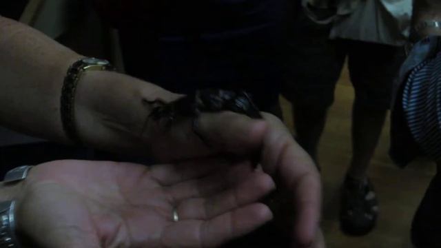 Lord Howe Island stick insect смотреть онлайн