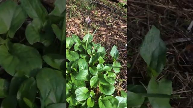 Arum à ne pas confondre avec l’ail des ours смотреть онлайн