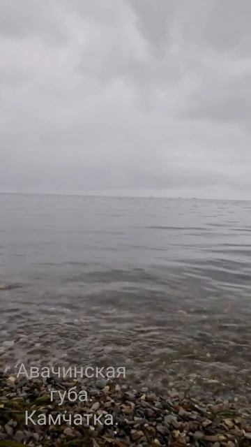 Авачинская губа. Петропавловск-Камчатский. Набережная. #shorts #shortsvideo смотреть онлайн