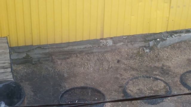 хитрый хомяк. животные. неожиданные съемки. смотреть онлайн
