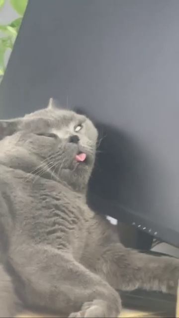 Кот абормот