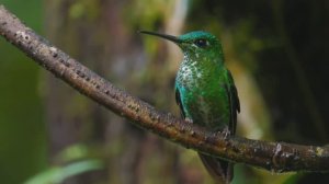 Воспоминания  *