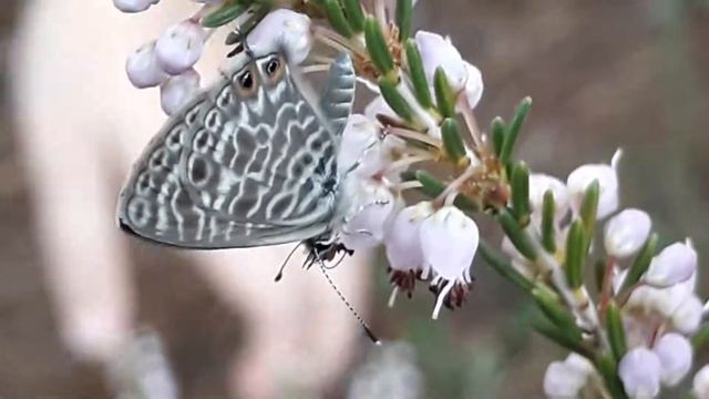 Pürenler Arasındaki Mavi Zebra Kelebeği