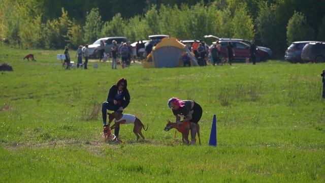 Фараонова собака AMENEMHET ANDORA TA MALTA (к) и TEMPLE VELES CHOCOLATE (б) смотреть онлайн