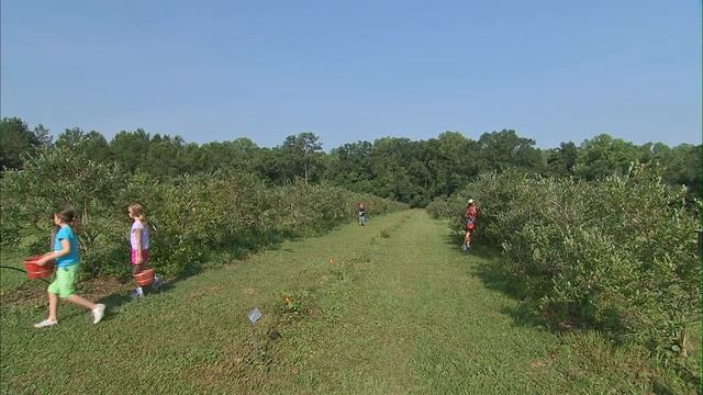 Blueberries Growing смотреть онлайн