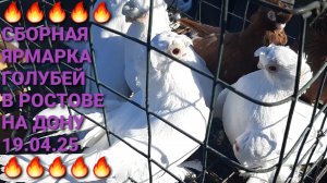 🔥🔥🔥 Сборная ярмарка голубей в Ростове на Дону. Птичий рынок 19.04.25. Pigeons Fair. Bird Market.