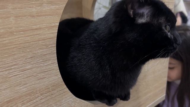 Cat Cafe кафе для котиков#ташкенткотокафе#кафеподушкчная#котикиизприюта#питомцыищутхозяина смотреть онлайн