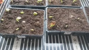 Подвой для арбузов, дынь и огурца взошли на 5 сутки