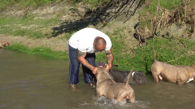 THE BIGGEST MOST EXTREME AMERICAN BULLY POCKET IN THE WORLD .BIGDOGS ROMANIA MR.CUB
