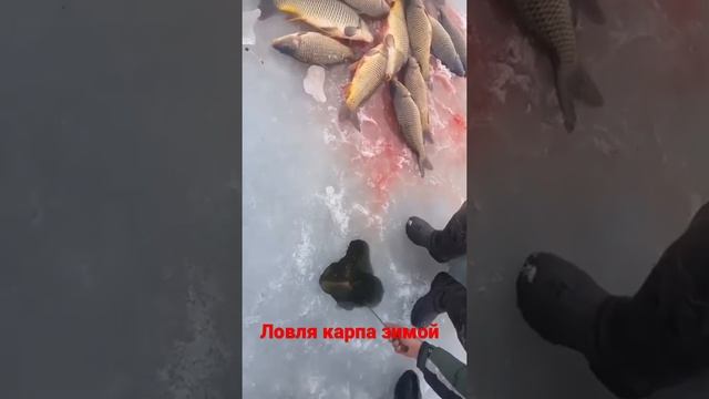 Ловля карпа зимой смотреть онлайн