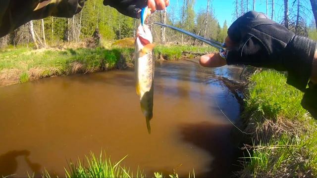 Мутная Вода и ФОРЕЛЬ. РАЗЛОВИЛ САМОДЕЛЬНЫЙ ВОБЛЕР. trout fishing смотреть онлайн