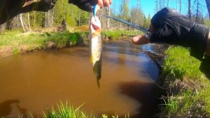 Мутная Вода и ФОРЕЛЬ. РАЗЛОВИЛ САМОДЕЛЬНЫЙ ВОБЛЕР. trout fishing