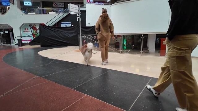 Один день из жизни Хаски смотреть онлайн