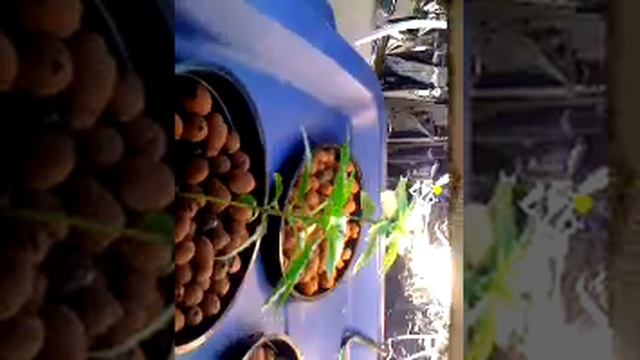 HAPPY 4:20!! SHOW OF MY GROW ROOM смотреть онлайн