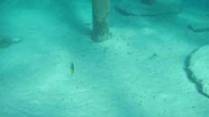 Regency Plaza Aqua Park & Spa 5 Скат под пирсом