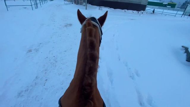 конный влог с конюшни ||коноблог смотреть онлайн