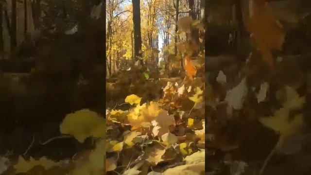 Осенний листопад смотреть онлайн