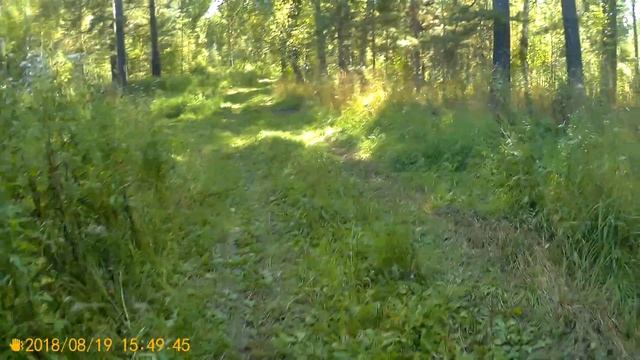 Прогулка по лесу смотреть онлайн