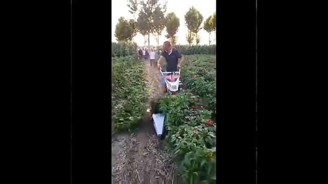 Mini sweet corn harvester with peeling Self-propelled combine corn harvester corn picker смотреть онлайн