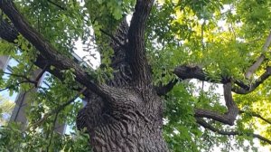 Саду #Эрмитаж 130 лет. Москва #Каретный ряд #метро #Пушкинская #Тверская #Чеховская #Цветной бульва