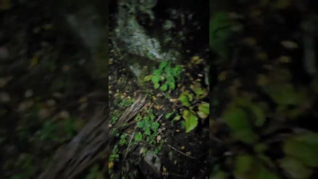 Herping and the true, arboreal salamander (Oregon Coast Range, Oct 2021) Part 2 смотреть онлайн