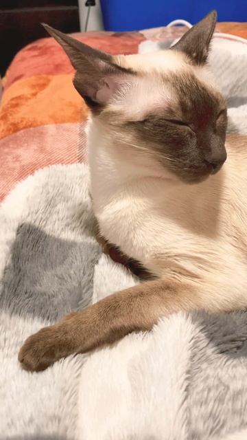 Sleepy Cat смотреть онлайн