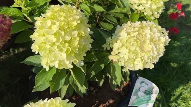 Гортензия Fire Light Tiny Bit® НОВИНКА 2023г