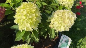 Гортензия Fire Light Tiny Bit® НОВИНКА 2023г