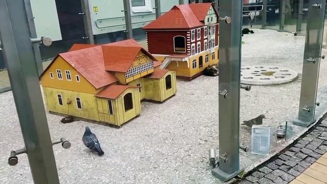 Зеленоградск - Город Кошек! 😺🏫❤ Zelenogradsk (Russia) - City of Cats смотреть онлайн