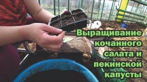 Правила выращивания кочанного салата и пекинской капусты