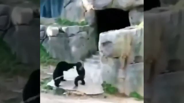 Обезьяна с палкой смотреть онлайн