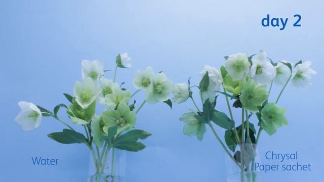 The effect of Chrysal Paper sachet on helleborus смотреть онлайн