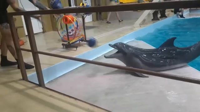 ПОХОД В ДЕЛЬФИНАРИЙ!!! / ГЕЛЕНДЖИК) смотреть онлайн