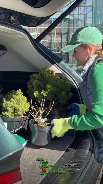 Питомник растений клевер