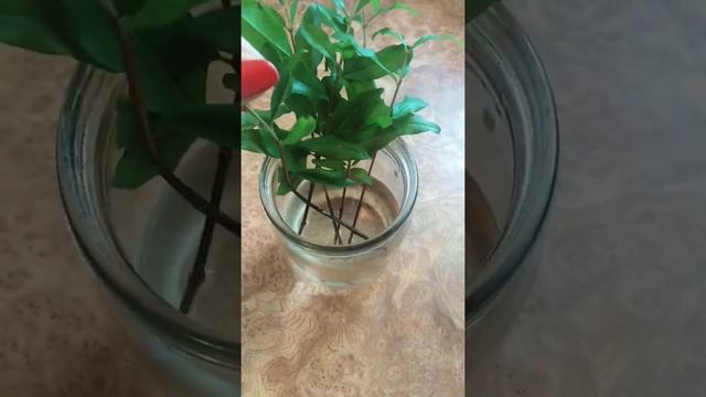 Гранат первое черенкование) смотреть онлайн