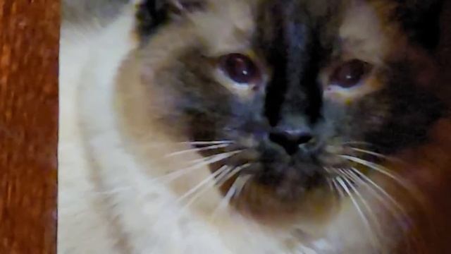cat staring at camera with murderous intent for around 3 minutes смотреть онлайн