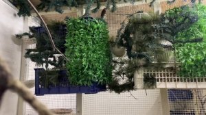 Как правильно скрещивать Диких птиц и Канарейки 🆘