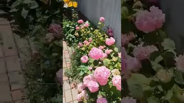 Частный дом «Эдем», Дивноморское. +7 (918) 623-79-61 смотреть онлайн
