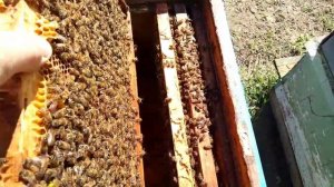 Супер пчёлосемья воспитательница с маткой, для вывода маток