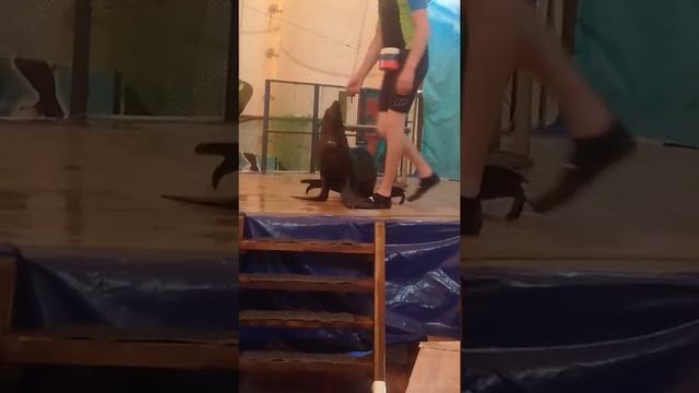 Морской котик Тимон смотреть онлайн