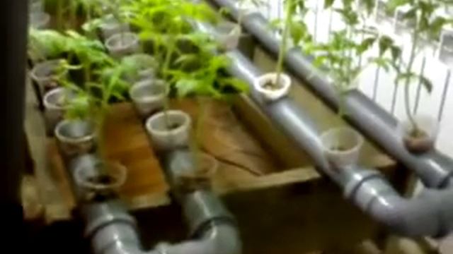 Gidroponik смотреть онлайн