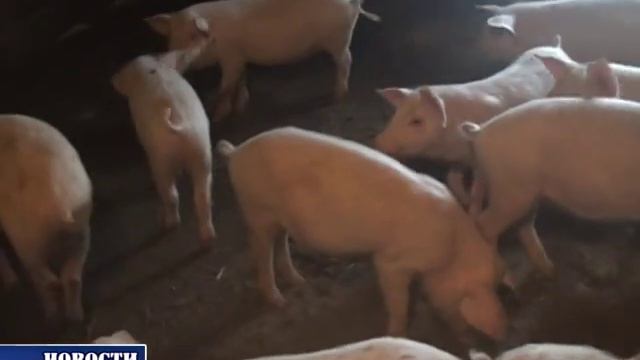 ДВ Совещание по африканской чуме свиней смотреть онлайн