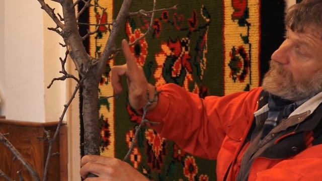 Присаждане, съхранение на калеми, важни агросъвети за овошки (част 3) - Христо Ашламинатора смотреть онлайн