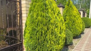 Туи // ФУТАЖ