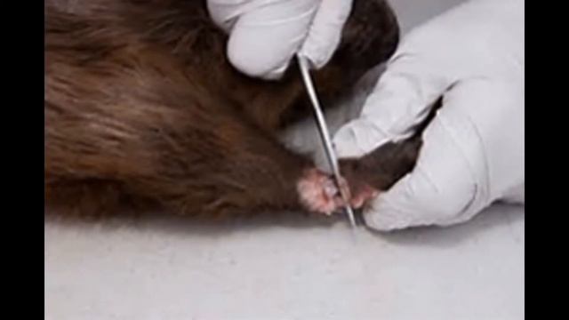 Beaver Trapping -How To Trap, Skin and Stretch a Beaver (Slide Show) смотреть онлайн